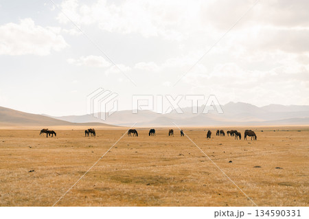 horses on Son kol lake Kyrgyzstan  134590331