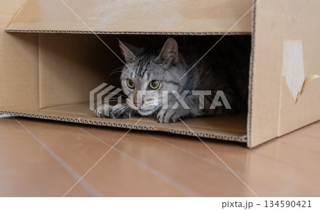 段ボール箱に入っている可愛い猫　サバトラ猫 134590421