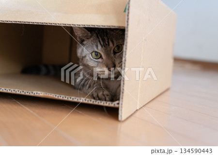 段ボール箱に入っている可愛い猫 サバトラ猫 段ボール箱に入っている可愛い猫 サバトラ猫 134590443