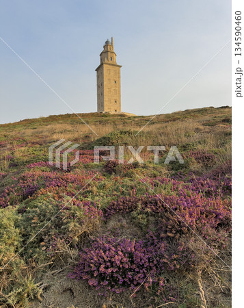 Ancient Lighthouse Tower amidst Blooming Heather 134590460