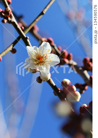 白梅　梅の花　クローズアップ　早春 134590576