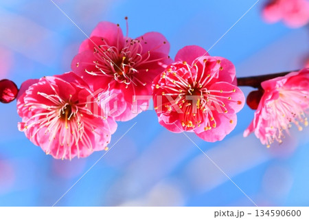 紅梅　梅の花　クローズアップ　早春 134590600