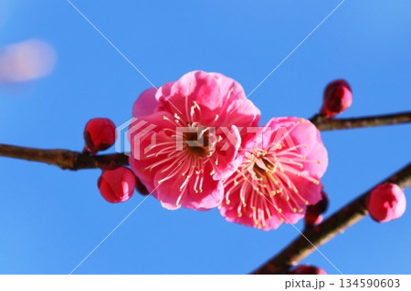 紅梅 梅の花 クローズアップ 早春 紅梅 梅の花 クローズアップ 早春 134590603