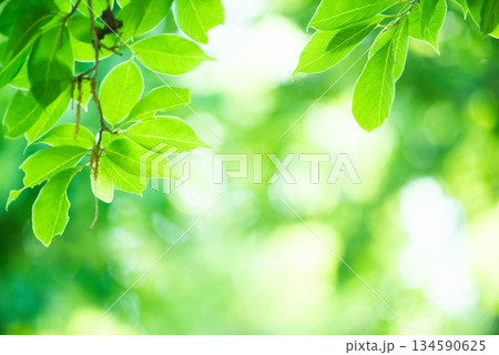 清々しさが漂う新緑の季節 134590625