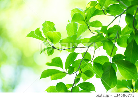 清々しさが漂う新緑の季節 134590773