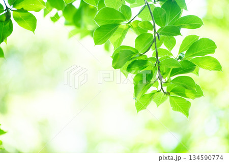 清々しさが漂う新緑の季節 清々しさが漂う新緑の季節 134590774