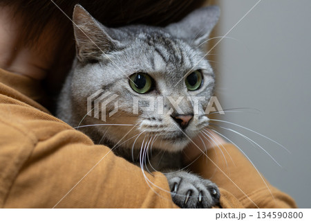 猫を抱きしめる　サバトラ猫 134590800