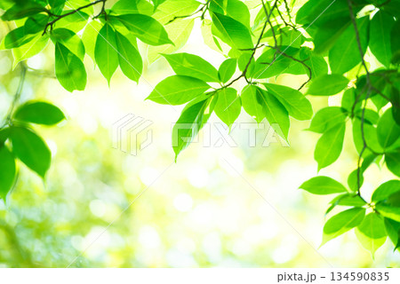 清々しさが漂う新緑の季節 134590835