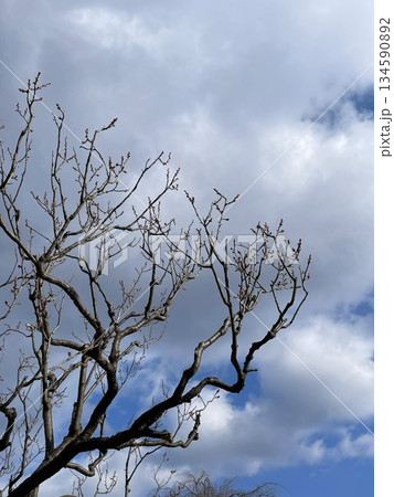 青空に伸びる枝 青空に伸びる枝 134590892
