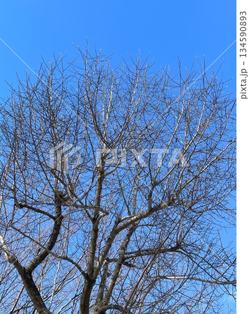 落葉した冬のケヤキ 134590893