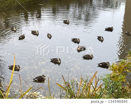 泳ぐ鴨 134590895