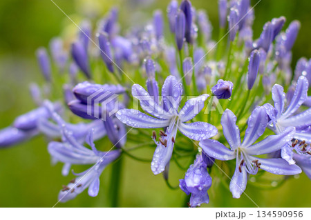 Blue agapanthus flowers with rain drops in macro view Blue agapanthus flowers with rain drops in macro view 134590956