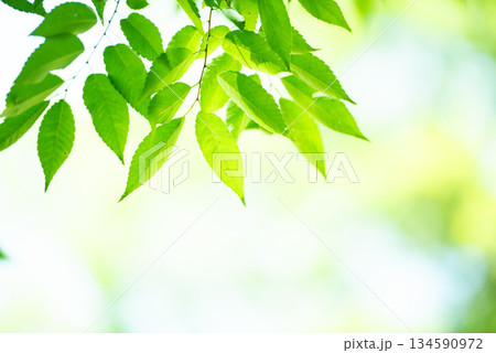 清々しさが漂う新緑の季節 清々しさが漂う新緑の季節 134590972