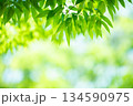 清々しさが漂う新緑の季節 134590975