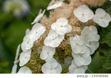 Macro white oakleaf hydrangea panicle with water droplets. Sterile and fertile flowers. Hydrangea quercifolia 134590980