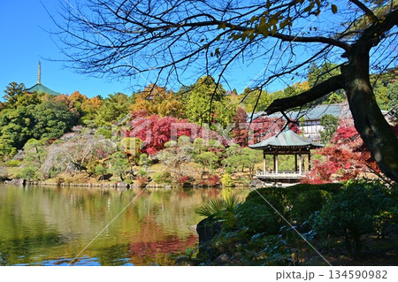 紅葉まつりの成田山公園　千葉 134590982