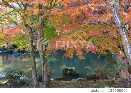 紅葉まつりの成田山公園 千葉 紅葉まつりの成田山公園 千葉 134590992