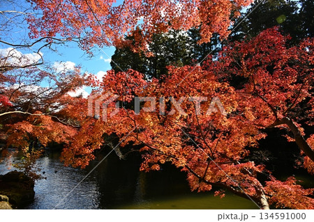 紅葉まつりの成田山公園 千葉 紅葉まつりの成田山公園 千葉 134591000