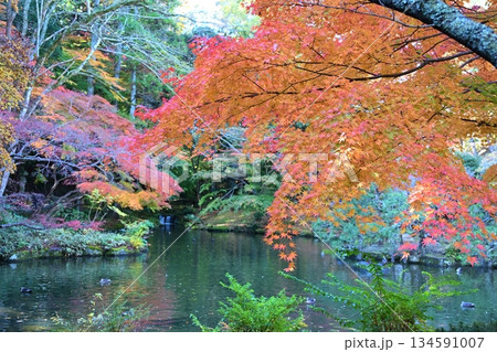 紅葉まつりの成田山公園 千葉 紅葉まつりの成田山公園 千葉 134591007