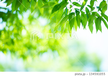 清々しさが漂う新緑の季節 134591055
