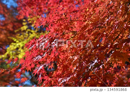 紅葉まつりの成田山公園　千葉 134591868