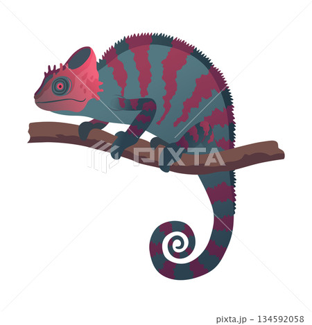 Chameleon lizard. Reptiles with curved tail and camouflage skin, tropical wildlife. Vector exotic animal illustration 134592058