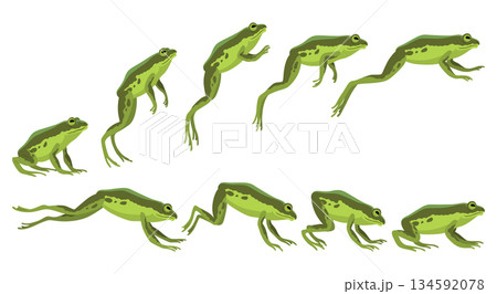 Frog jumping animation icon set. Sequences or footage for motion design. Cartoon toad jumping, animal movement concept. Animated process of frogs leaps sequence, vector illustration Frog jumping animation icon set. Sequences or footage for motion design. Cartoon toad jumping, animal movement concept. Animated process of frogs leaps sequence, vector illustration 134592078