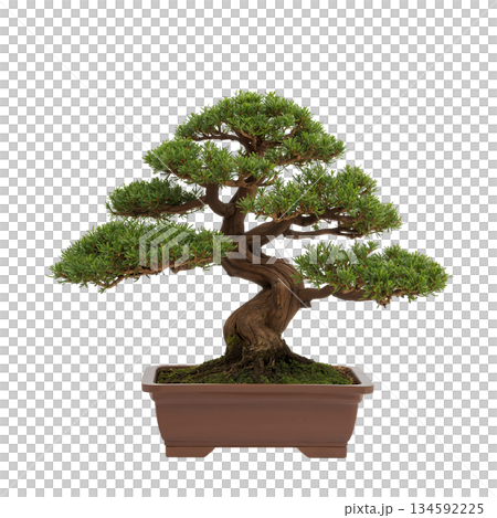Beautiful Bonsai Tree Displayed in a Simple Brown Pot on a White Background Beautiful Bonsai Tree Displayed in a Simple Brown Pot on a White Background 134592225