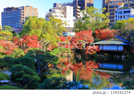 【兵庫県】晴天の相楽園の紅葉 134592374