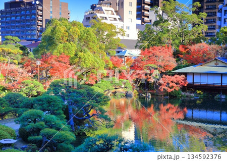【兵庫県】晴天の相楽園の紅葉 【兵庫県】晴天の相楽園の紅葉 134592376