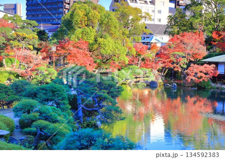 【兵庫県】晴天の相楽園の紅葉 【兵庫県】晴天の相楽園の紅葉 134592383
