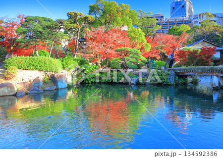 【兵庫県】晴天の相楽園の紅葉 134592386