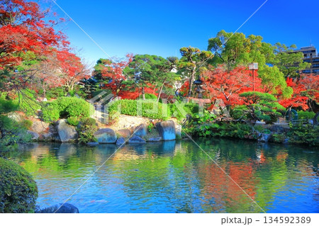 【兵庫県】晴天の相楽園の紅葉 【兵庫県】晴天の相楽園の紅葉 134592389