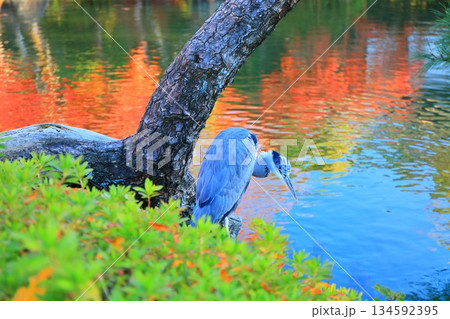 【兵庫県】晴天の相楽園の紅葉 134592395
