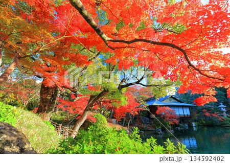 【兵庫県】晴天の相楽園の紅葉 134592402