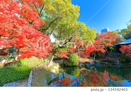 【兵庫県】晴天の相楽園の紅葉 134592403