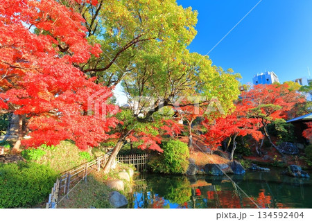 【兵庫県】晴天の相楽園の紅葉 134592404