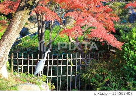 【兵庫県】晴天の相楽園の紅葉 【兵庫県】晴天の相楽園の紅葉 134592407