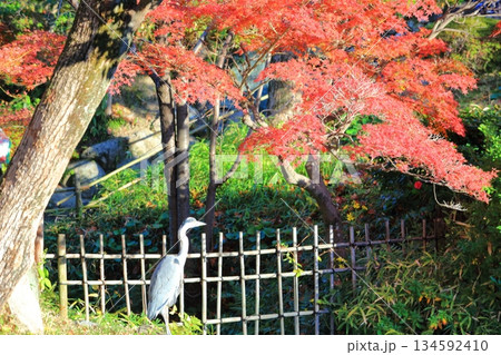 【兵庫県】晴天の相楽園の紅葉 134592410