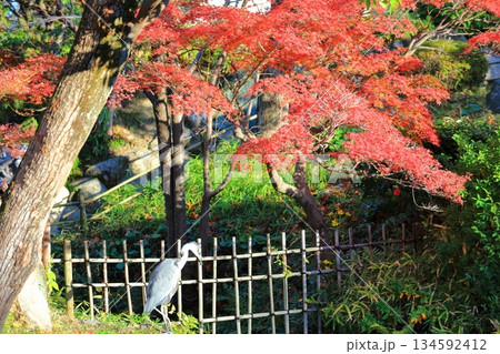 【兵庫県】晴天の相楽園の紅葉 134592412
