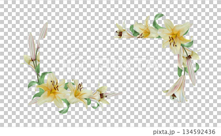 White lilies template for text insertion. Hand drawn watercolor illustration of flowers, isolated. Wedding invitations, cards and envelopes for birthdays, Valentines Day, Epiphany, Easter and funerals 134592436