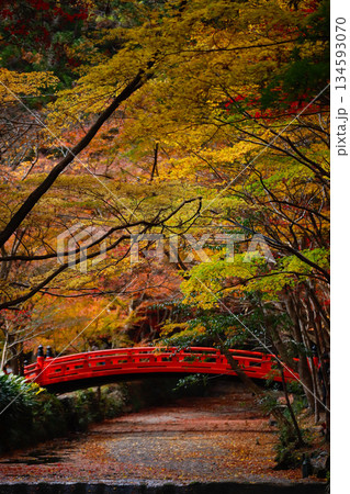 遠州森町・小國神社の紅葉 遠州森町・小國神社の紅葉 134593070