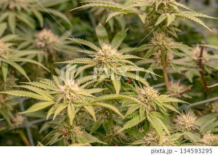 female early blossom marijuana SoG Sea of Green net hemp cultivation technique Growing pot indoor bloom stage growth Medical 134593295