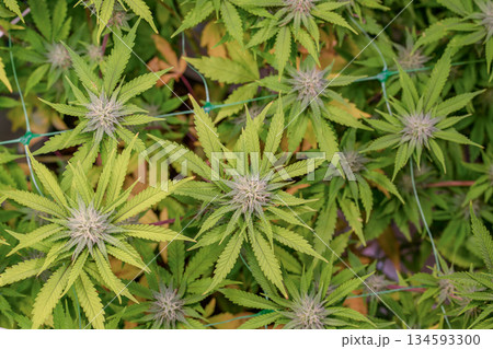 female early blossom marijuana SoG Sea of Green net hemp cultivation technique Growing pot indoor bloom stage growth Medical female early blossom marijuana SoG Sea of Green net hemp cultivation technique Growing pot indoor bloom stage growth Medical 134593300