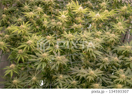 female early blossom marijuana SoG Sea of Green net hemp cultivation technique Growing pot indoor bloom stage growth Medical 134593307