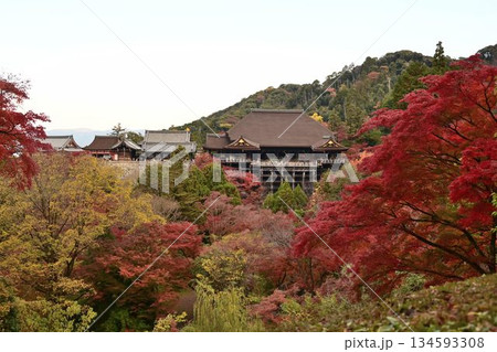 京都東山 紅葉が色ずく 世界遺産 清水寺 京都東山 紅葉が色ずく 世界遺産 清水寺 134593308