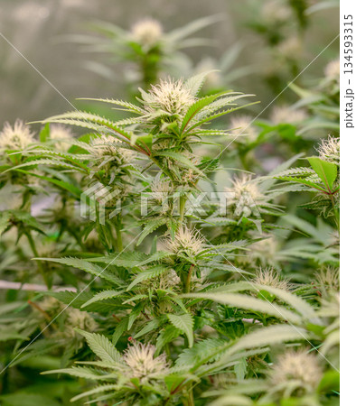 female early blossom marijuana SoG Sea of Green net hemp cultivation technique Growing pot indoor bloom stage growth Medical 134593315