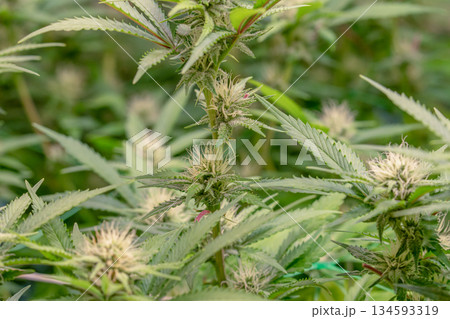 female early blossom marijuana SoG Sea of Green net hemp cultivation technique Growing pot indoor bloom stage growth Medical female early blossom marijuana SoG Sea of Green net hemp cultivation technique Growing pot indoor bloom stage growth Medical 134593319