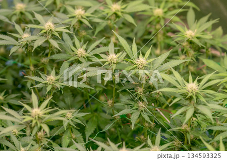 female early blossom marijuana SoG Sea of Green net hemp cultivation technique Growing pot indoor bloom stage growth Medical 134593325