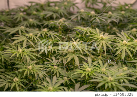 female early blossom marijuana SoG Sea of Green net hemp cultivation technique Growing pot indoor bloom stage growth Medical 134593329